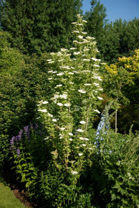 Picture of Sambucus